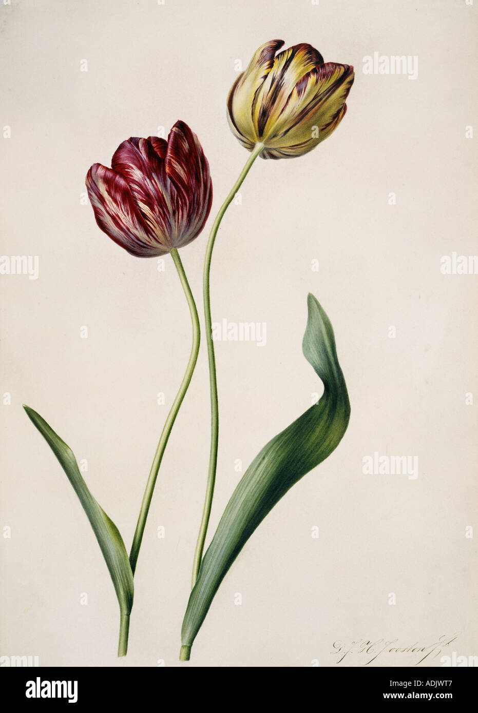 Tulipa gesneriana tulip Stock Photo