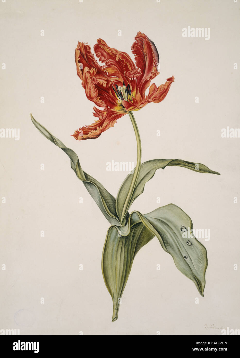 Tulipa gesneriana tulip Stock Photo