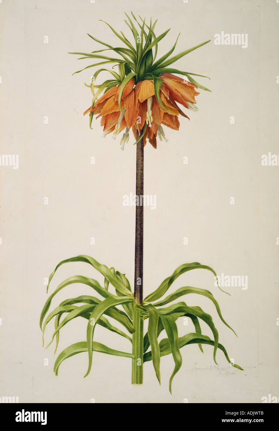 Fritillaria imperialis crown imperial Stock Photo