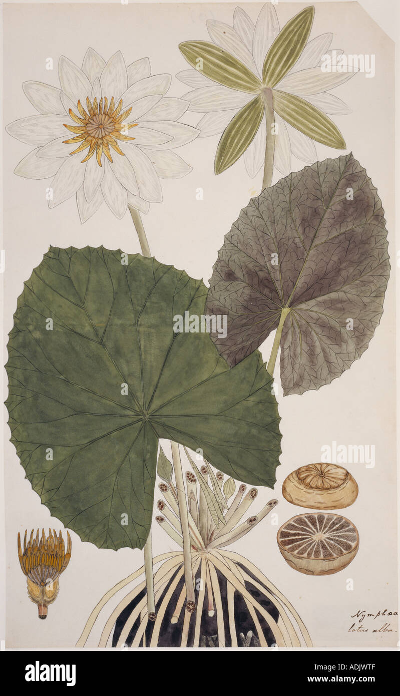 Nymphaea lotus water lily c 1790s Stock Photo