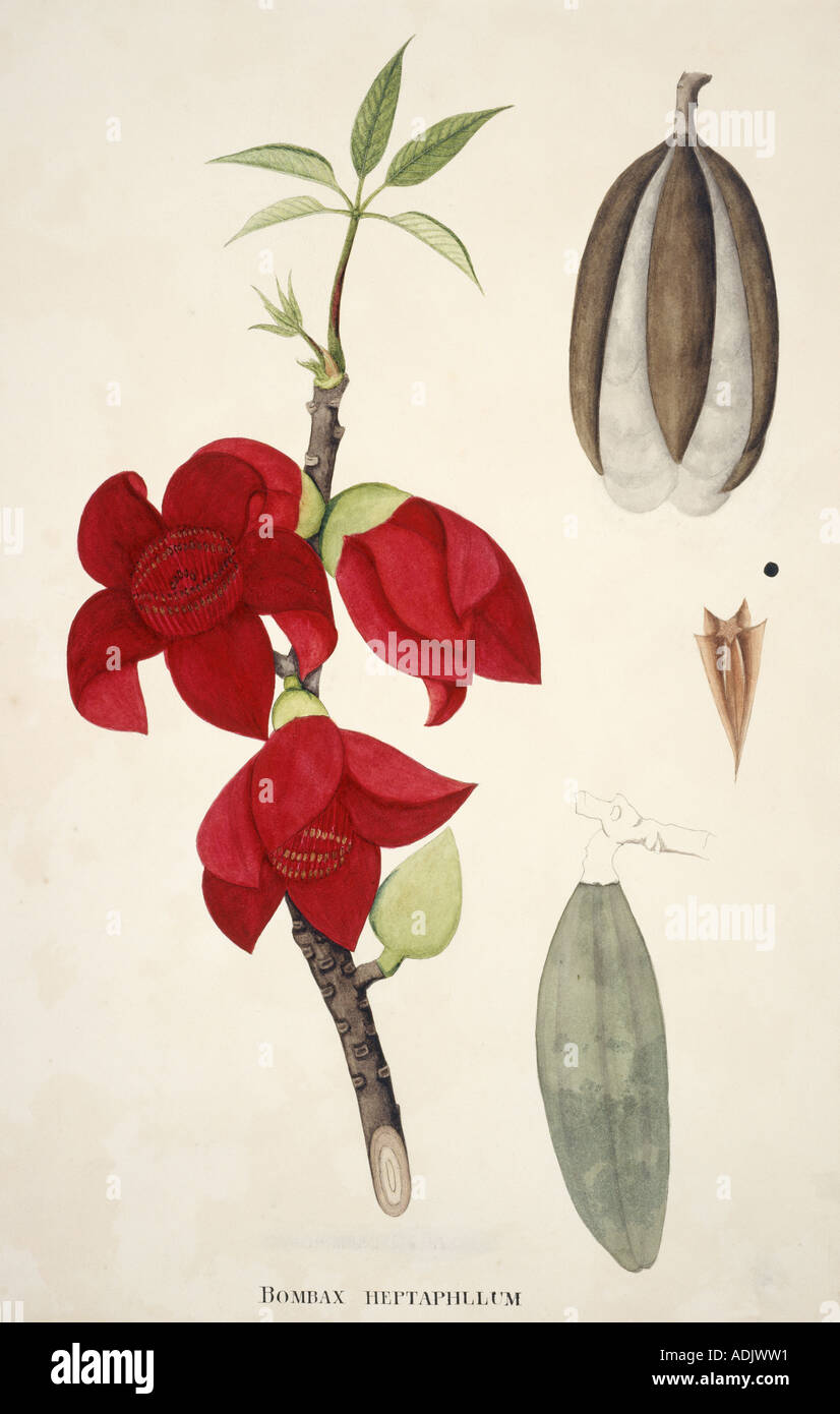 Indian bombax hi-res stock photography and images - Alamy