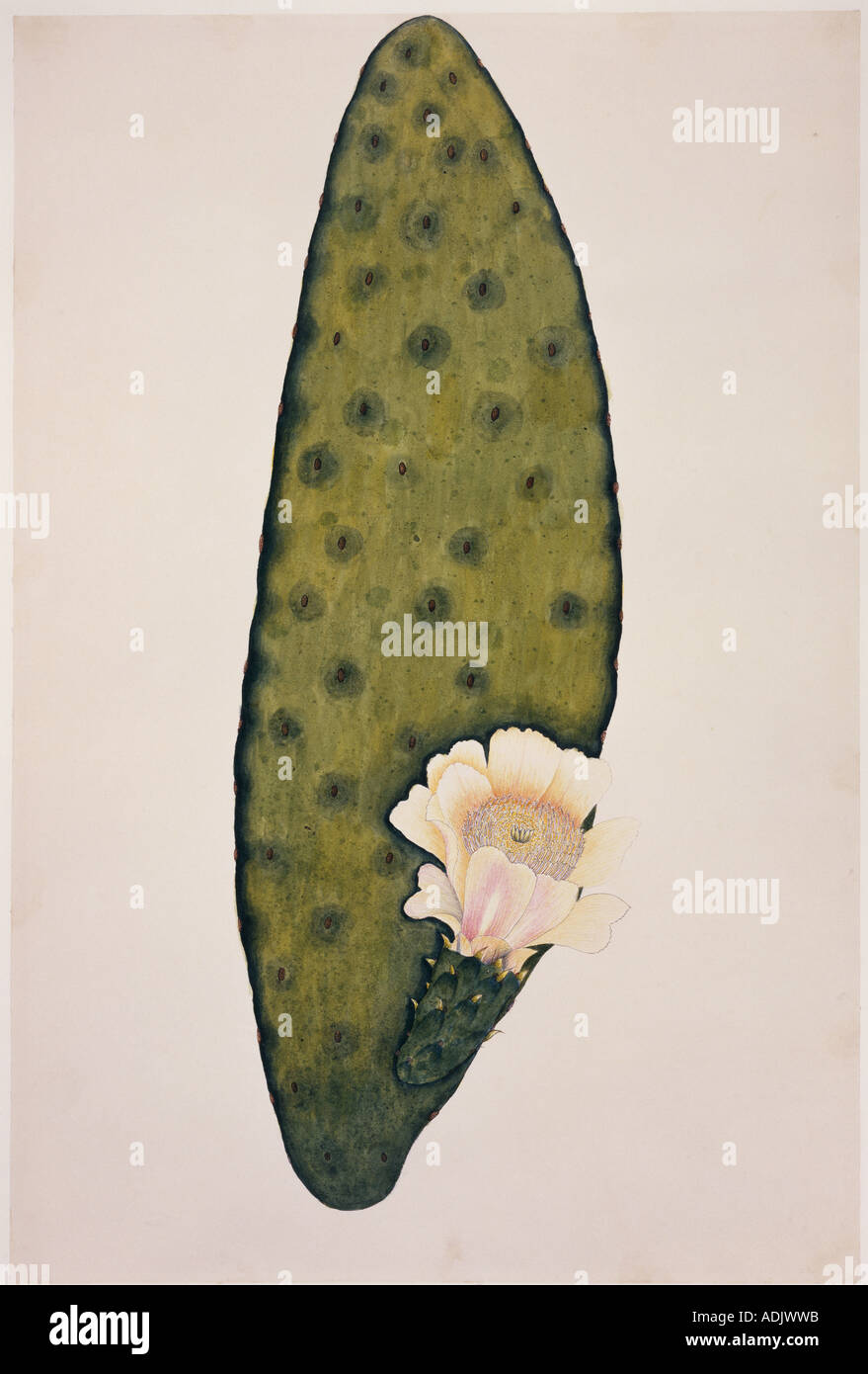 Plate 374 from Stock Photo