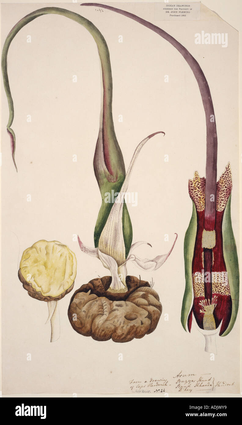 Typhonium venosum voodoo lily Stock Photo