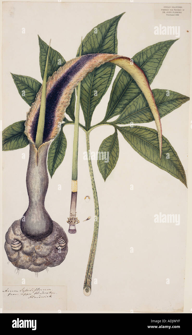 Arum sessiliflorum voodoo lily Stock Photo