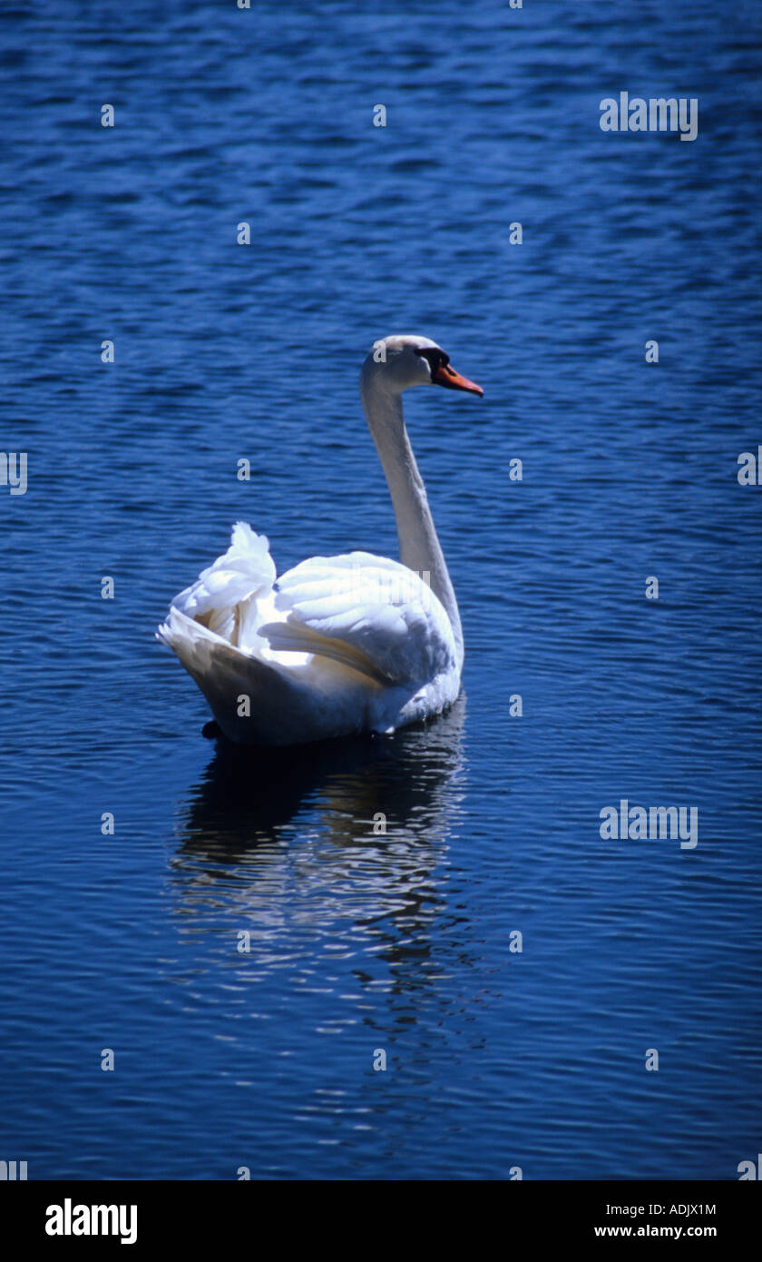 Mute swan ( Cygnus ) Stock Photo