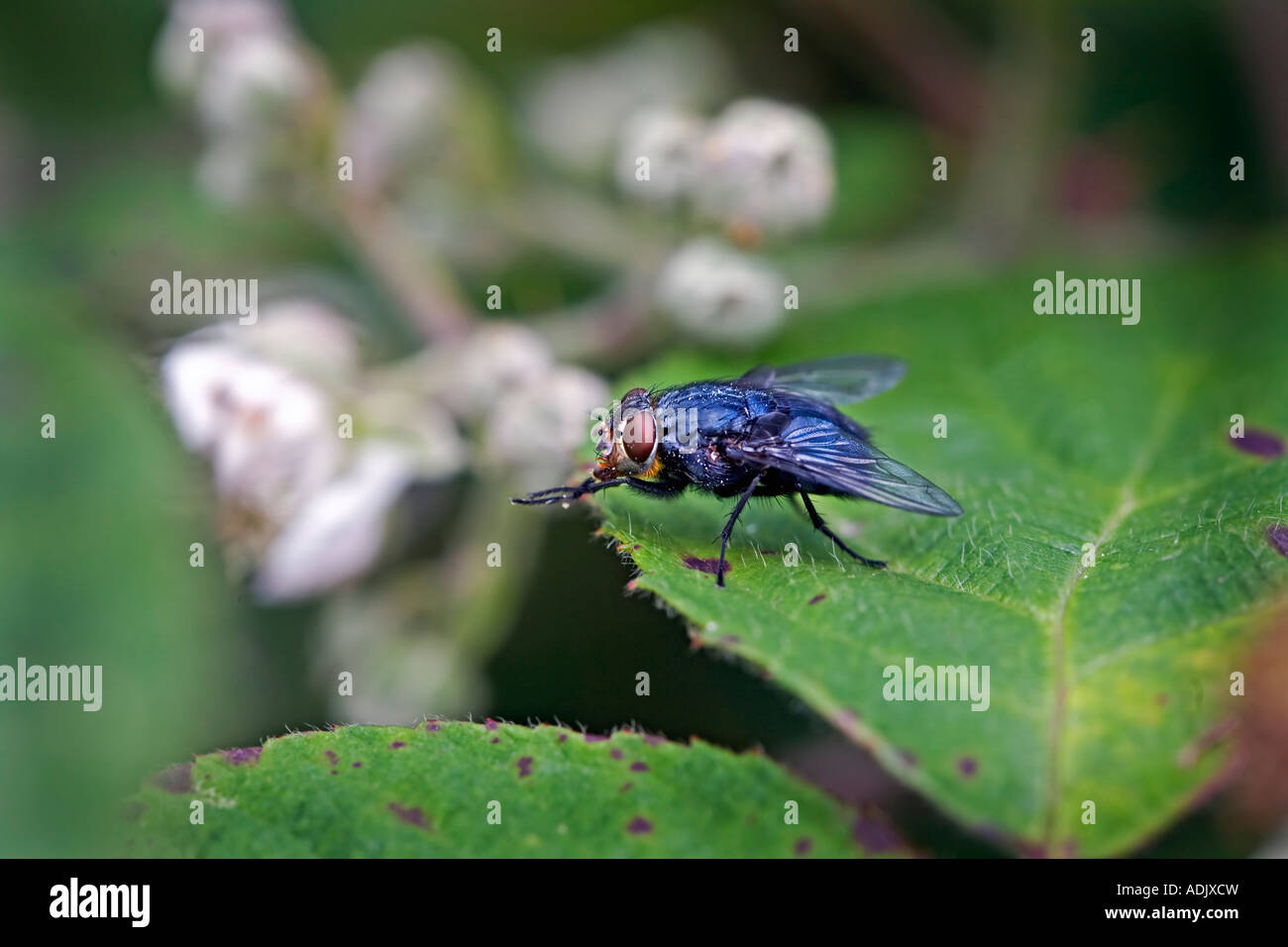 Blue bottle fly, Calliphora vomitoria. Stock Photo