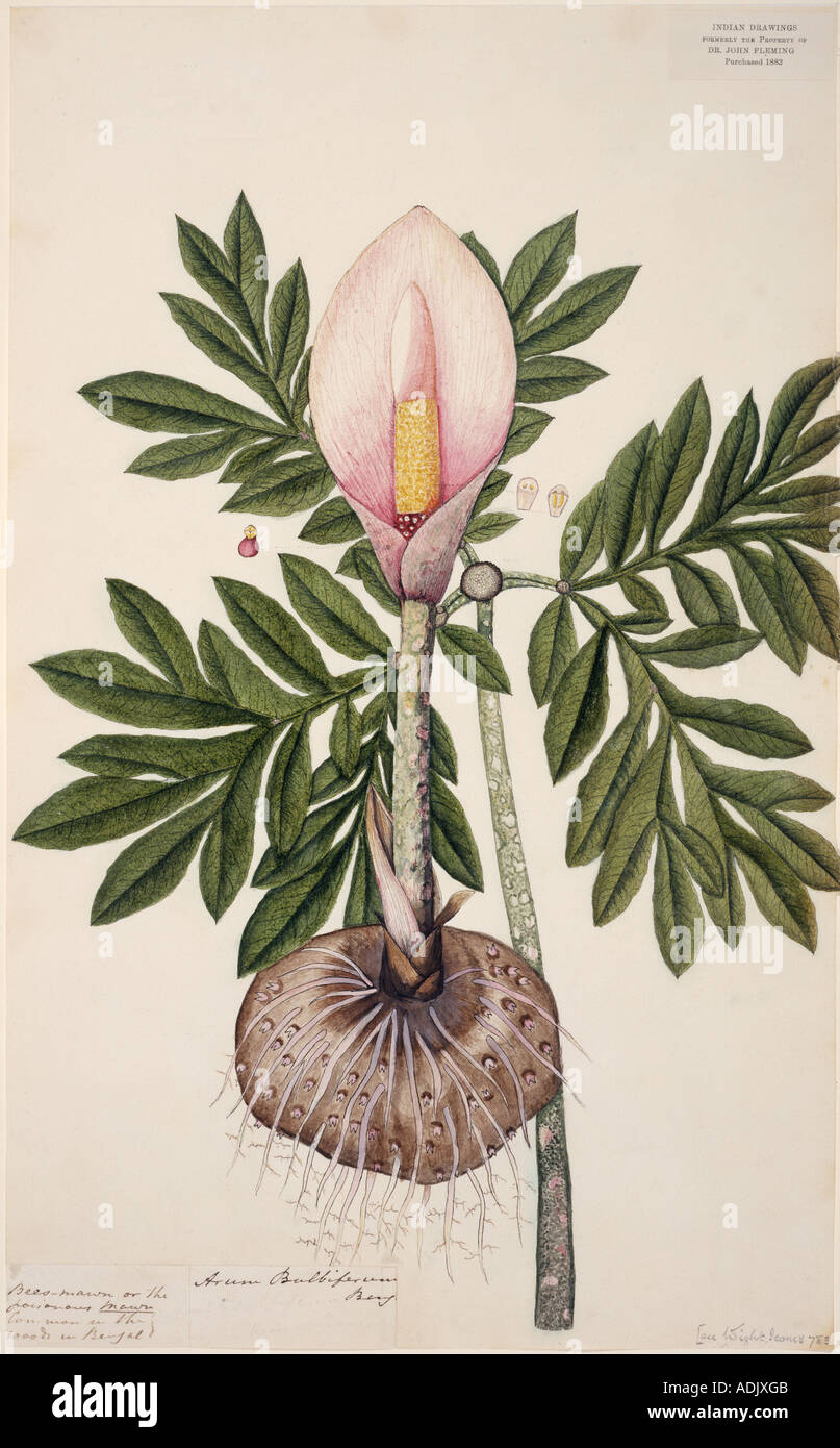 Amorphophallus bulbifer voodoo lily Stock Photo