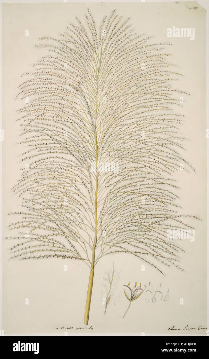 Saccharum officinarum sugarcane Stock Photo Alamy