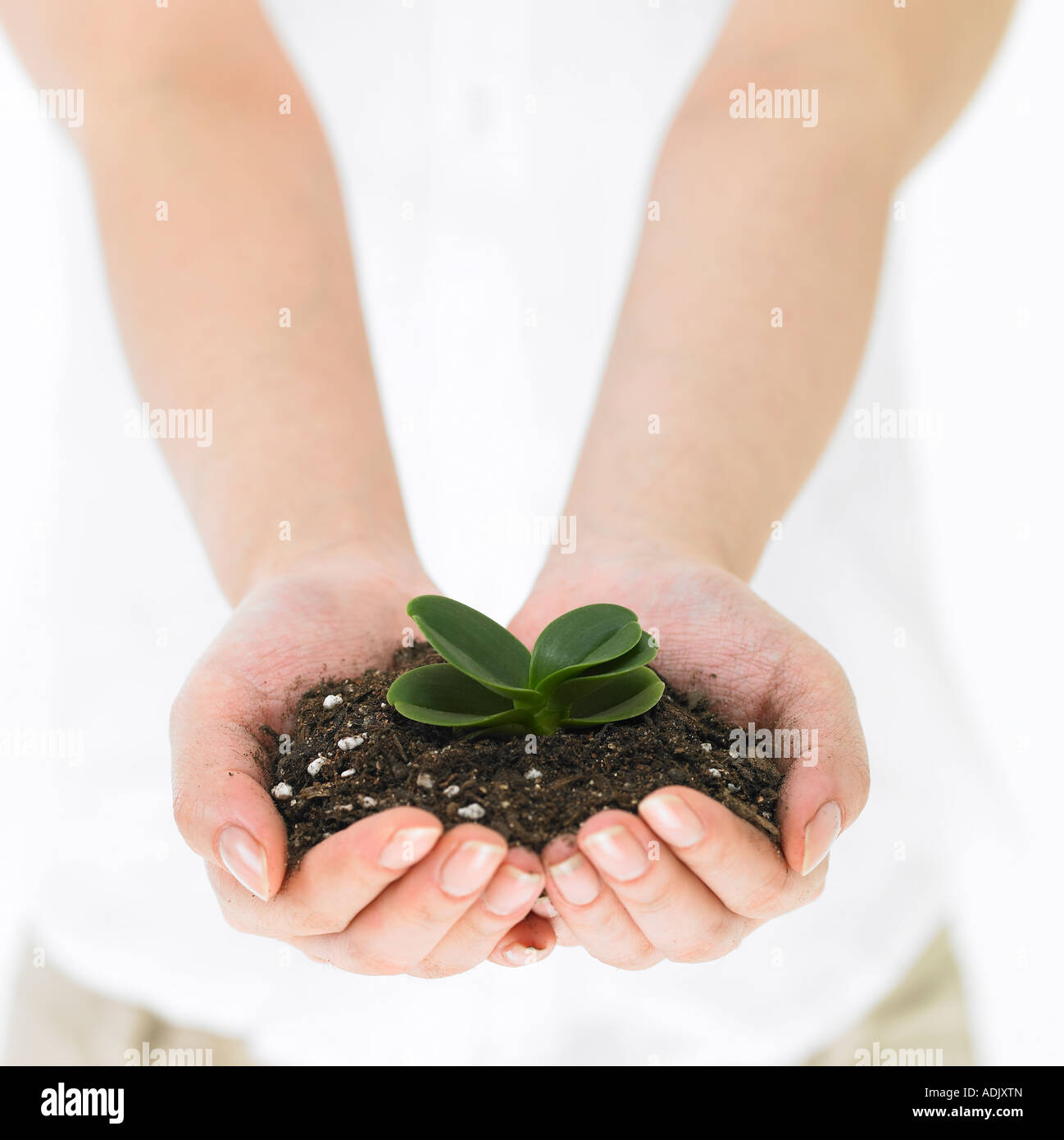 A woman holding a plant with two hands together Stock Photo - Alamy