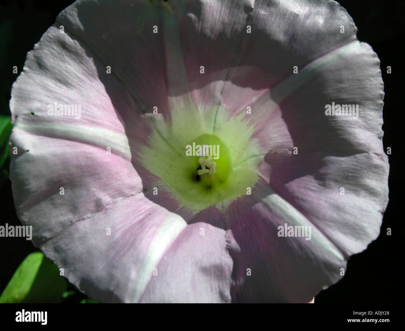 Morning Glory Convolvulus sepium L seeds containing natures own LSD like drug Stock Photo
