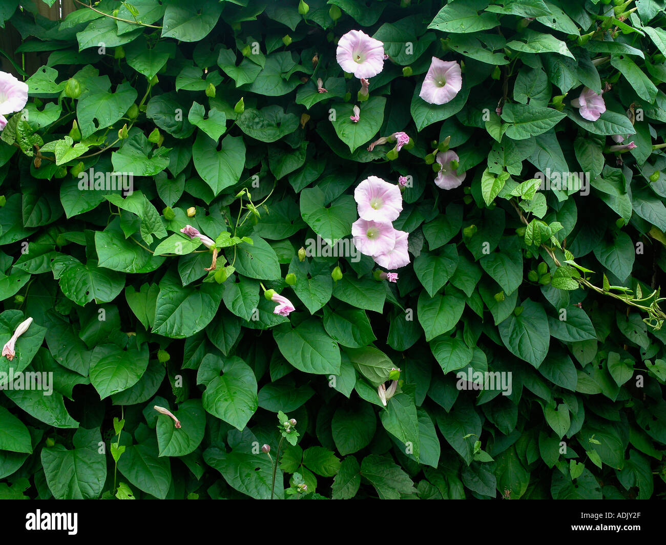 Morning Glory Convolvulus sepium L seeds containing natures own LSD like drug Stock Photo