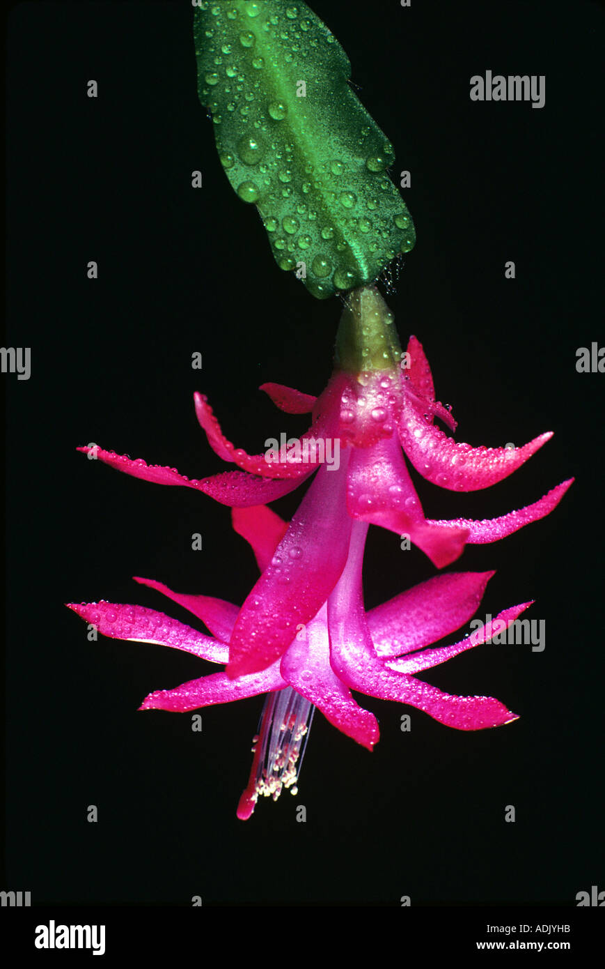 elefantenfu lichtbedarf Elefantenfu - Beaucarnea recurvata