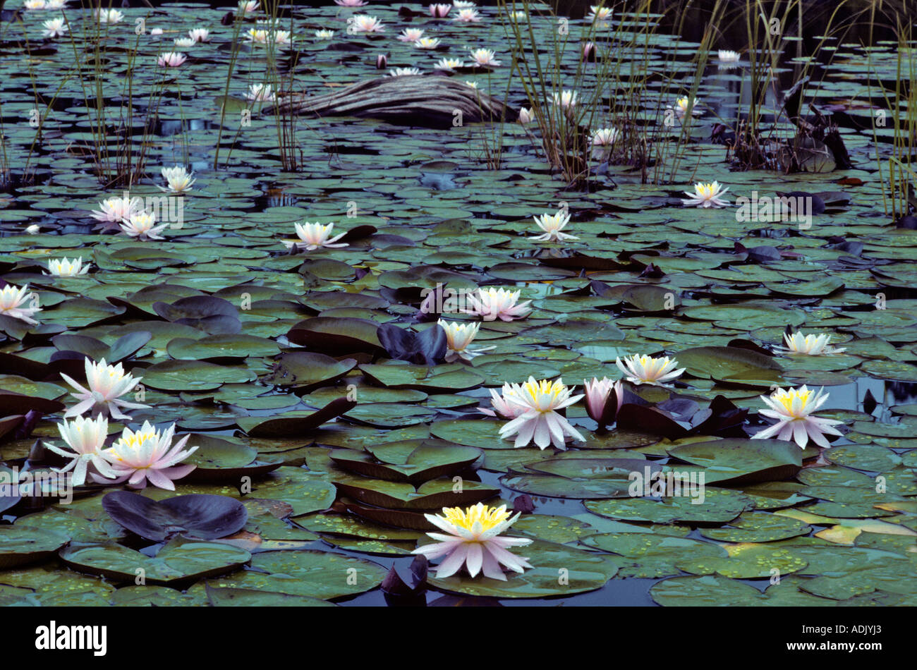 Water lilies near Florence Oregon Stock Photo