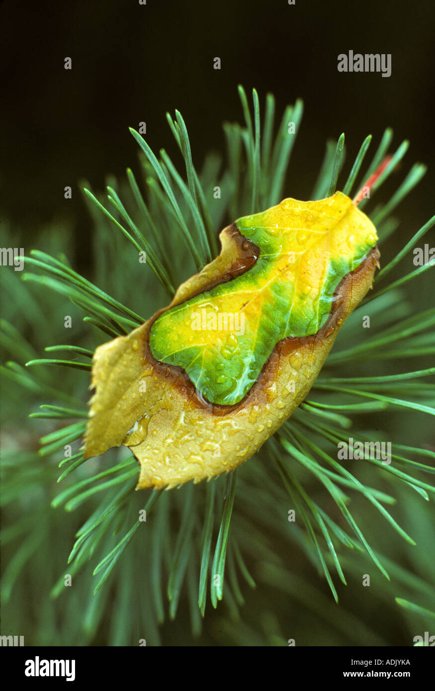Flowering cherry leaf on Mugo pine branch Monroe Oregon Stock Photo