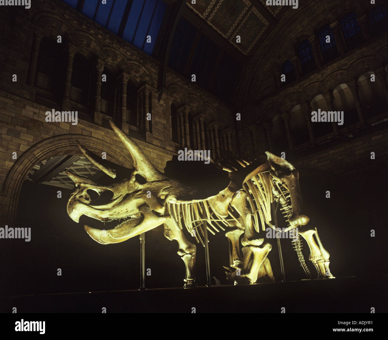Dig A Triceratops Skeleton