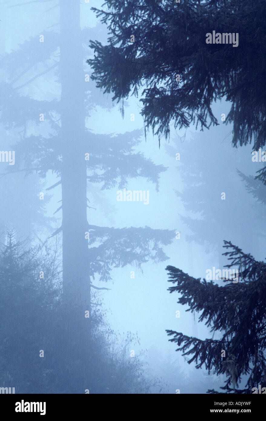 Coast douglas fir tree oregon hires stock photography and images Alamy