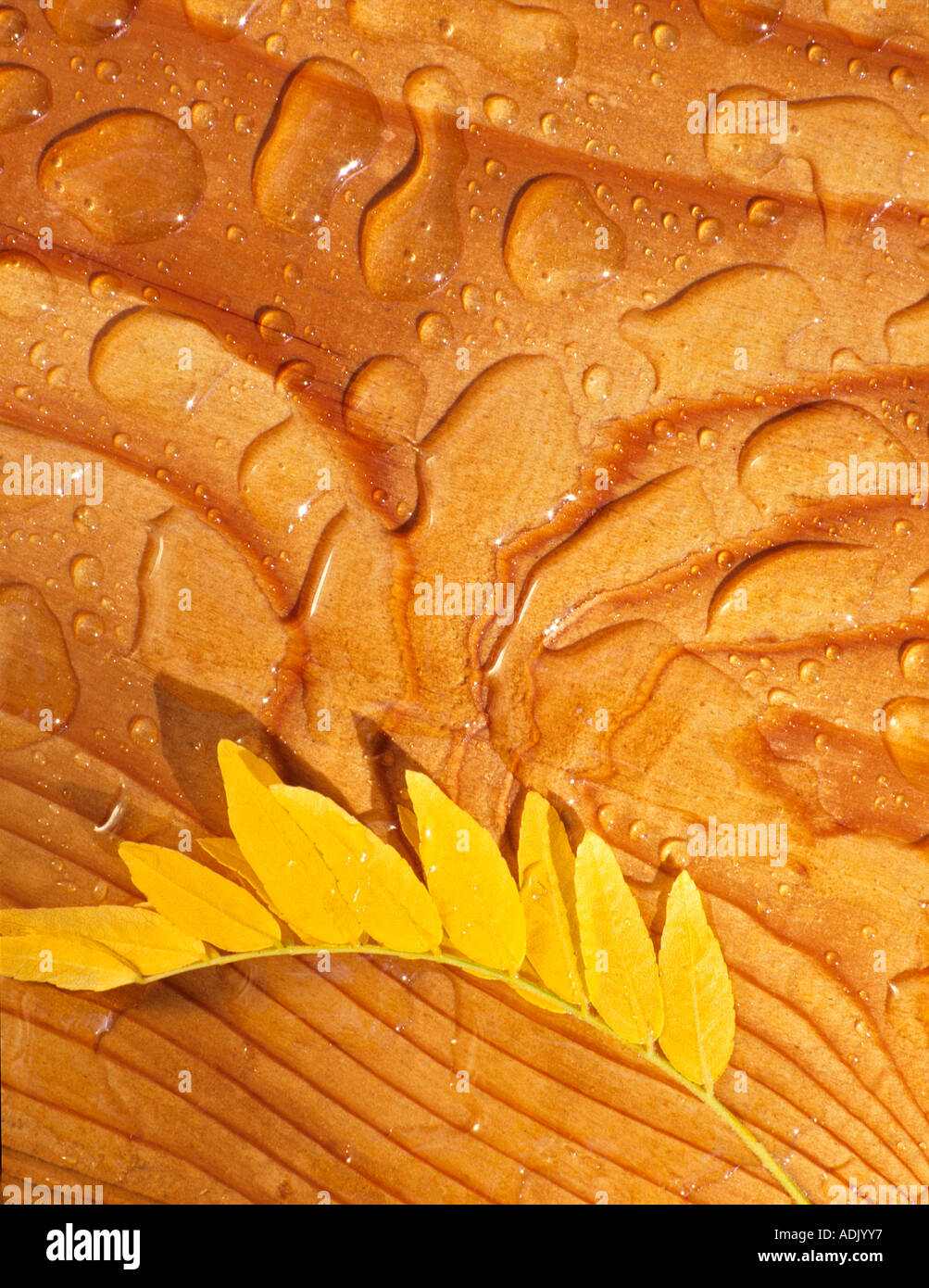 Rain puddles on cedar deck with locust leaves in fall color Alpine Oregon Stock Photo