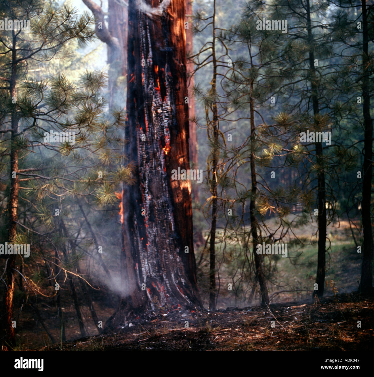 Burning trees remain after a forest fire has raged through tall timber in California Stock Photo