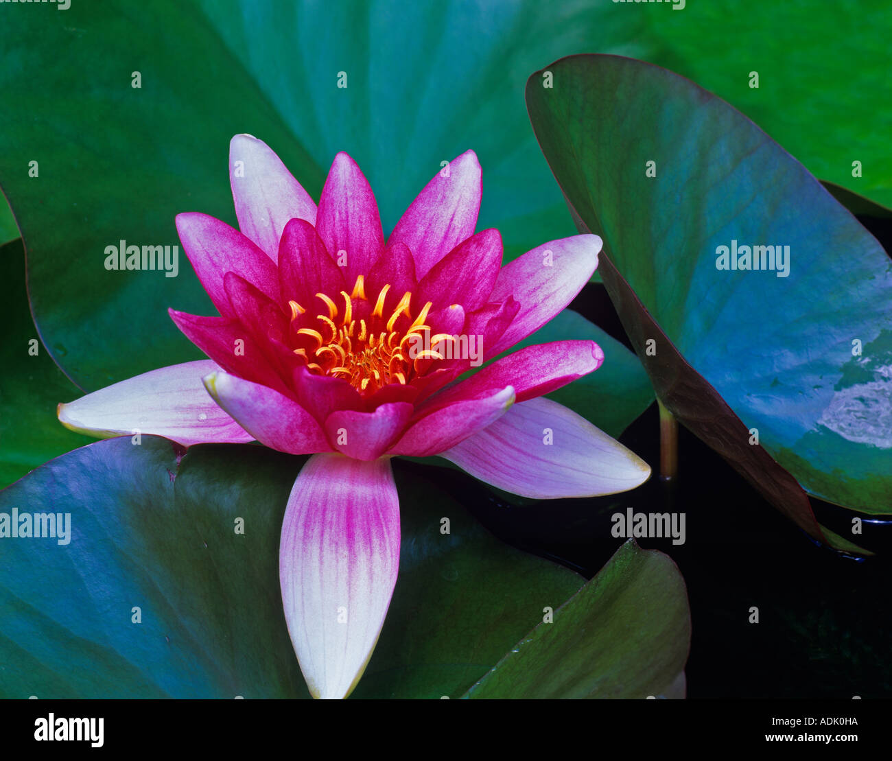 Red water lily in small pond near Alpine Oregon Stock Photo