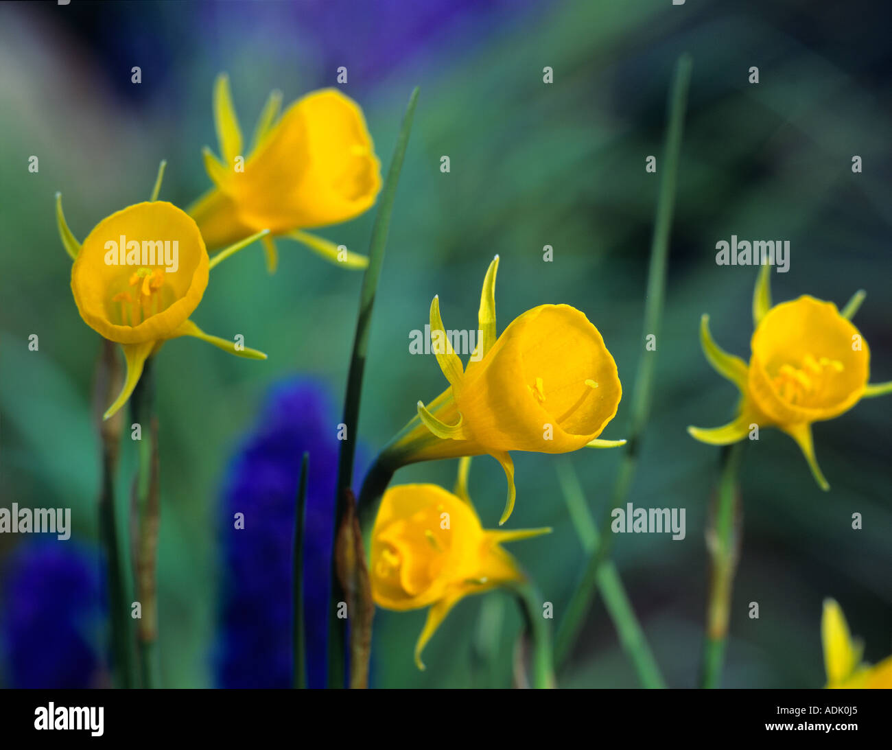 A variety of daffodil narcissus bulbocodium Alpine Oregon Stock Photo