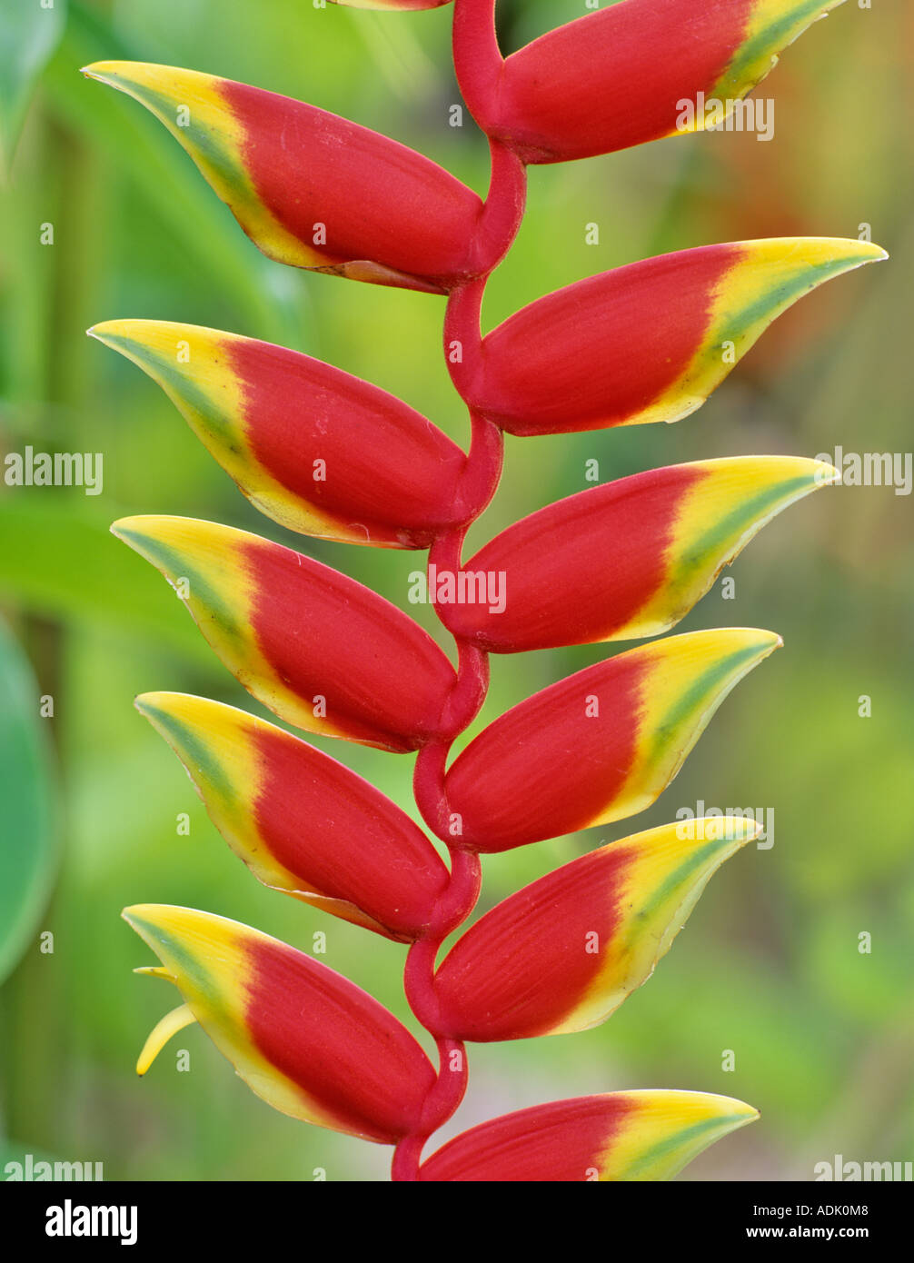 Hanging Lobster Claw heliconia rostrata Maui Enchanting Gardens Maui Hawaii Stock Photo