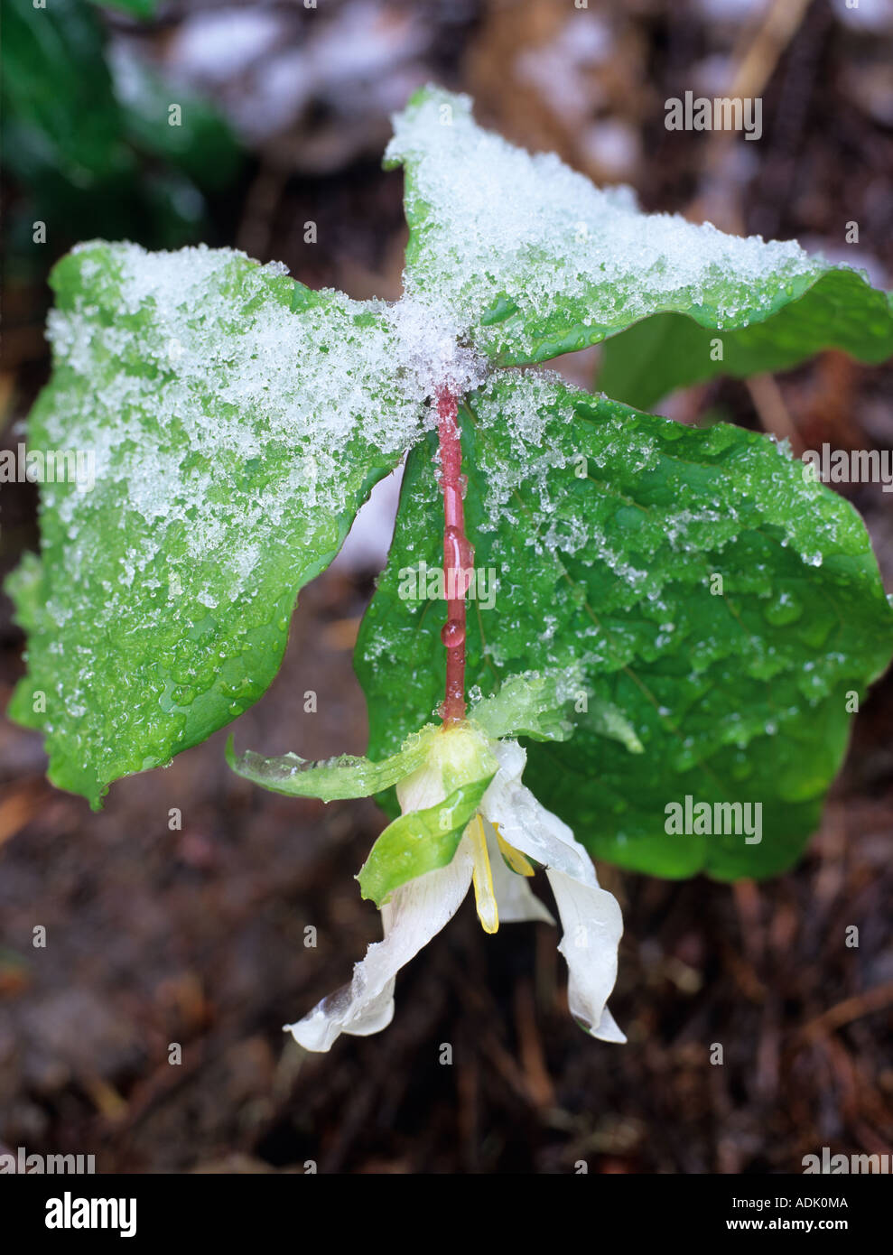 Trillium with snow trillium ovatum Willamette National Forest Oregon Stock Photo