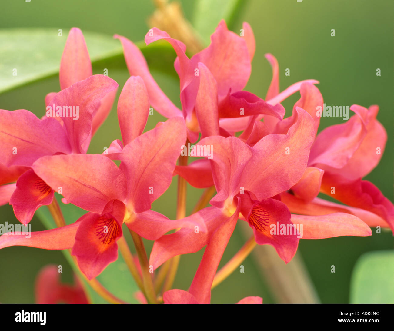 Orchid C Portia C Labiata Supreme X Bowringiana Alpha Triumph Stock Photo Alamy