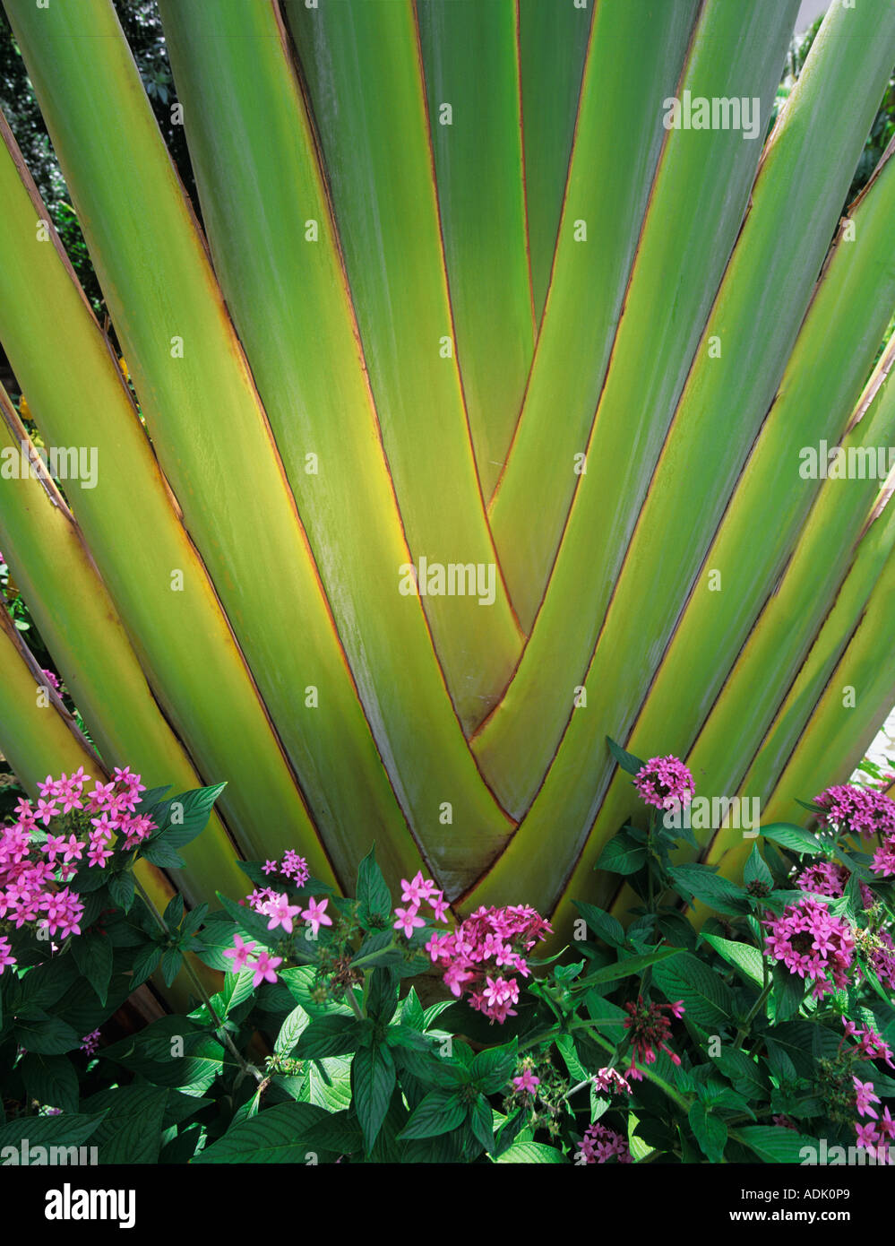 Traveller s tree ravenala madagascariensis with purple flowers Maui Hawaii Stock Photo