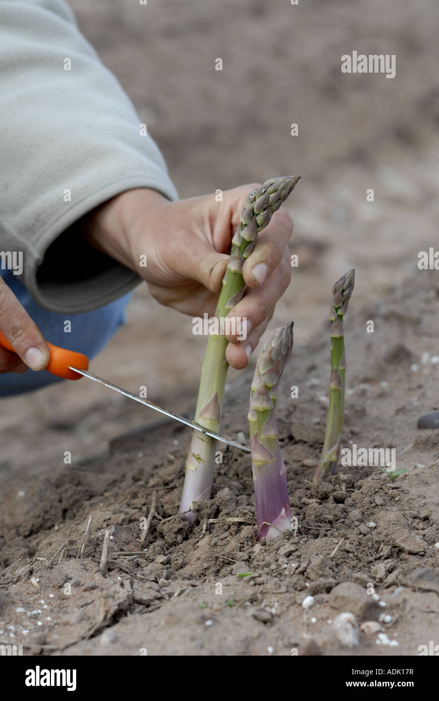 Asparagus crowns hires stock photography and images Alamy