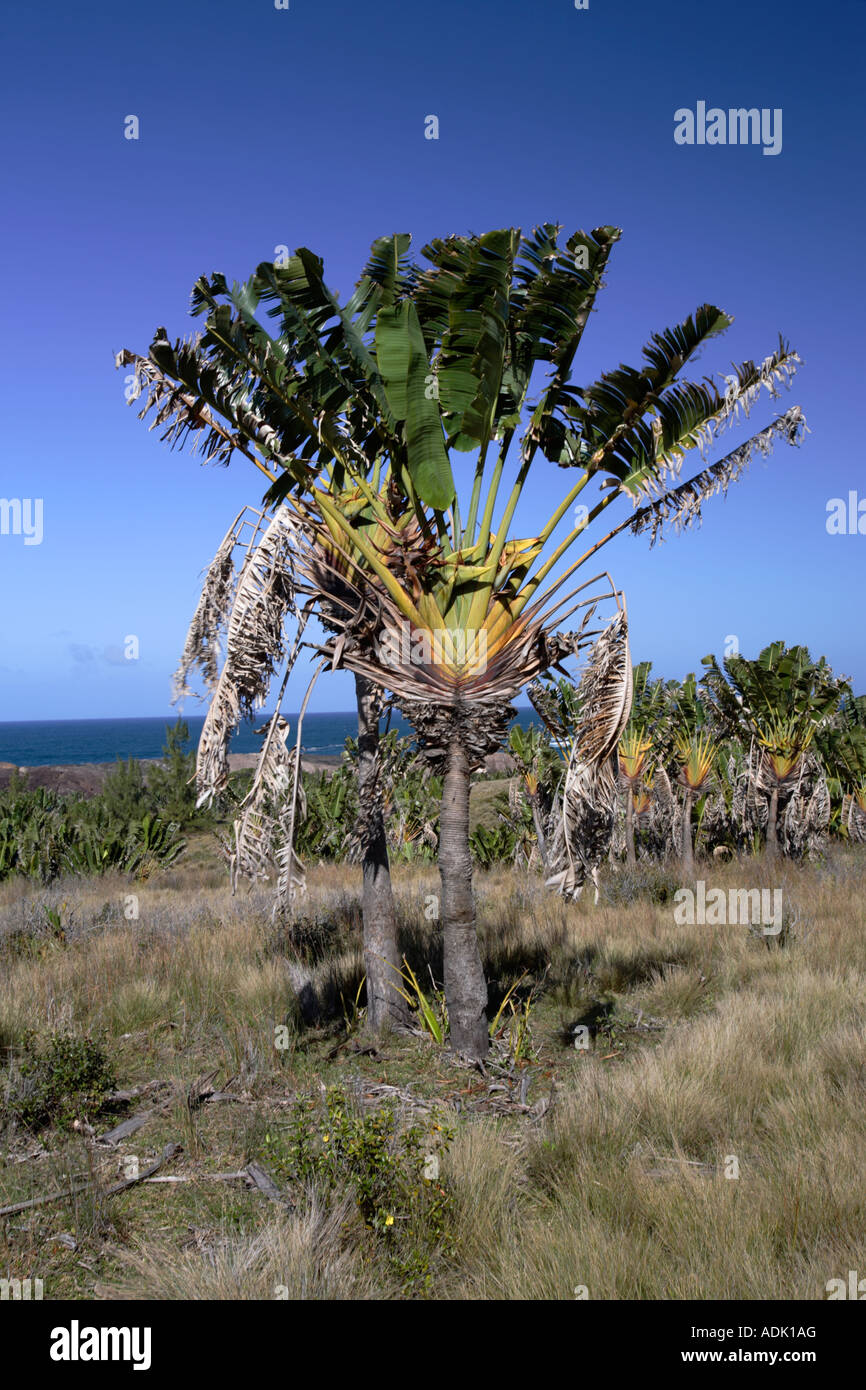 Travelers Palm, symbol of the country, Madagascar Stock Photo