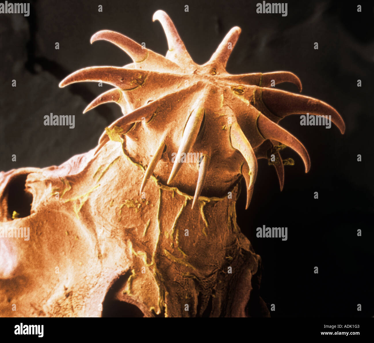 Tapeworm (Amirthalingamia macracantha) Stock Photo