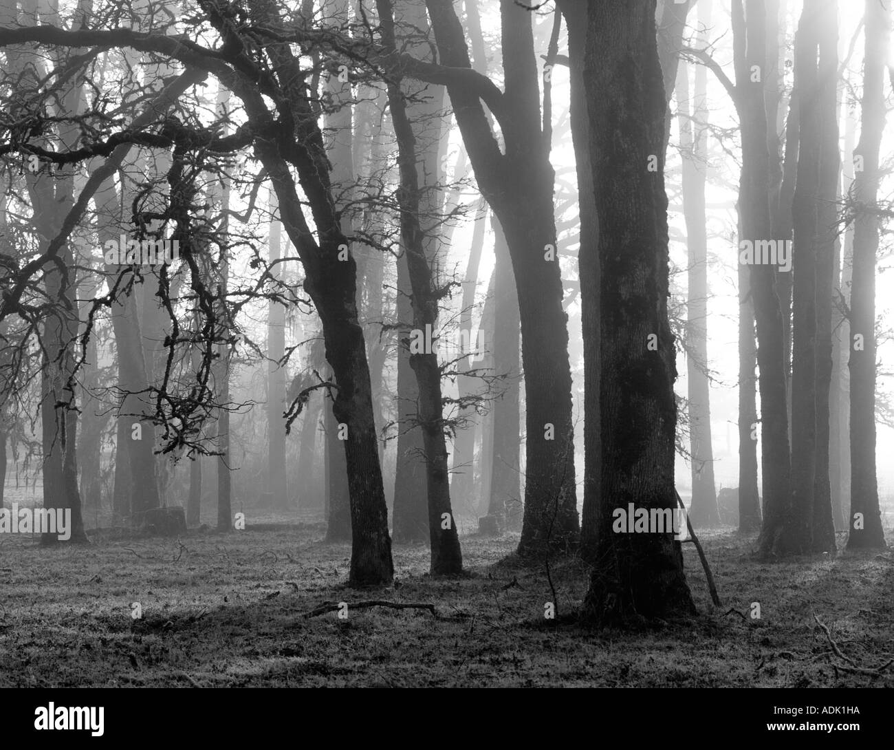 Oak tree forests Black and White Stock Photos & Images Alamy