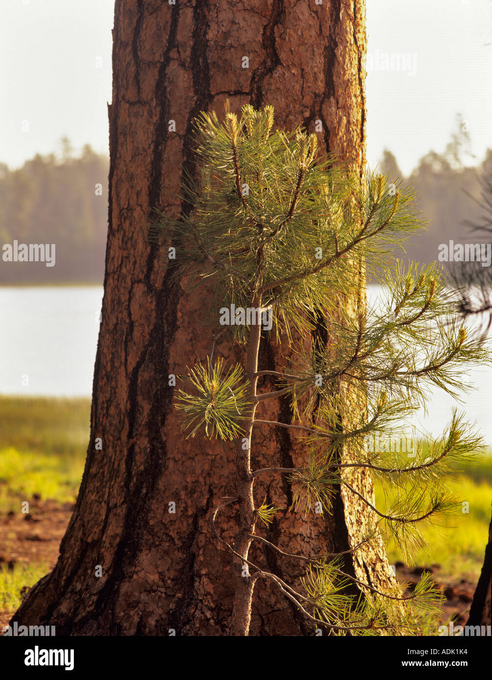 Young ponderosa pine trees hires stock photography and images Alamy