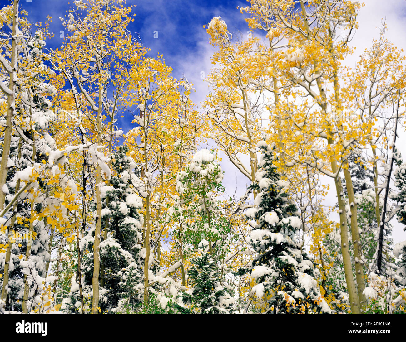 Snow and fall colored aspens in conifer forest San Juan Mountains near Red Mountain Pass Colorado Stock Photo