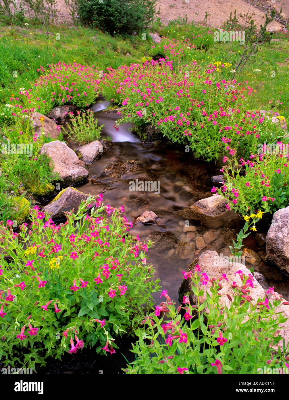 Monkey flowers Mimulus and small stream Three Sisters Wilderness Oregon Stock Photo