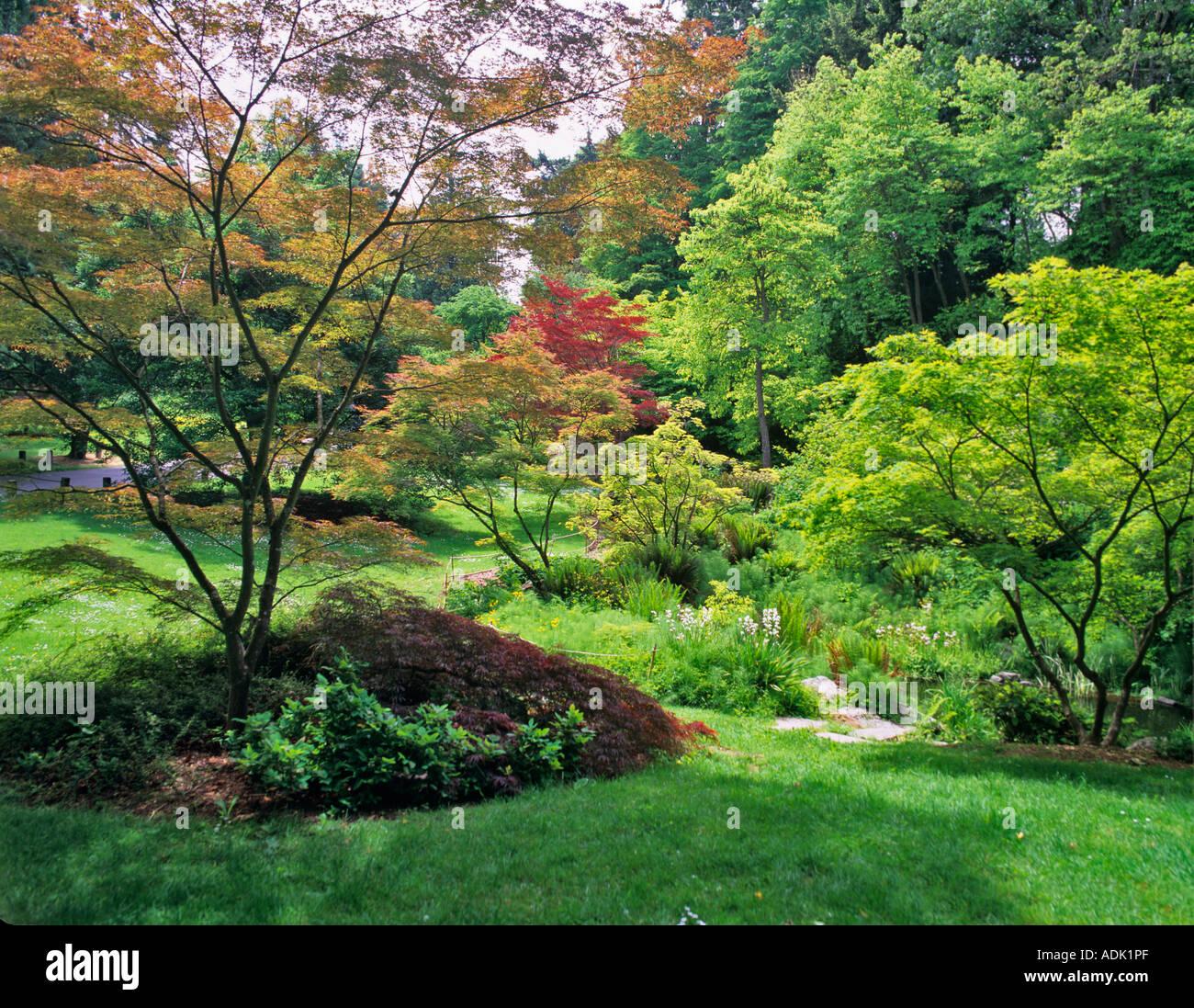 A variety of Japanese Maple trees in spring Washington Park Arboretum Seattle Washington Stock Photo
