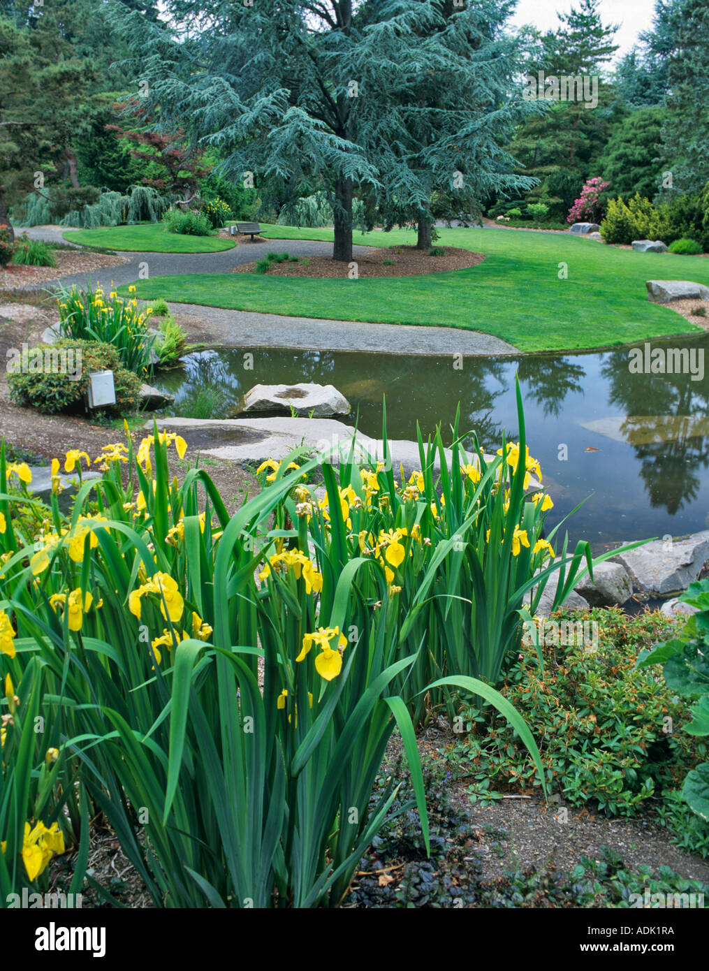 Pond with blooming iris Kubota Japanese Gardens Seattle Washington Stock Photo