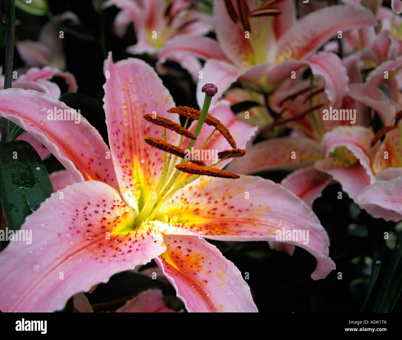 Lilies Lilium Star Gazer Bloedel Conservatory Vancouver BC Stock Photo