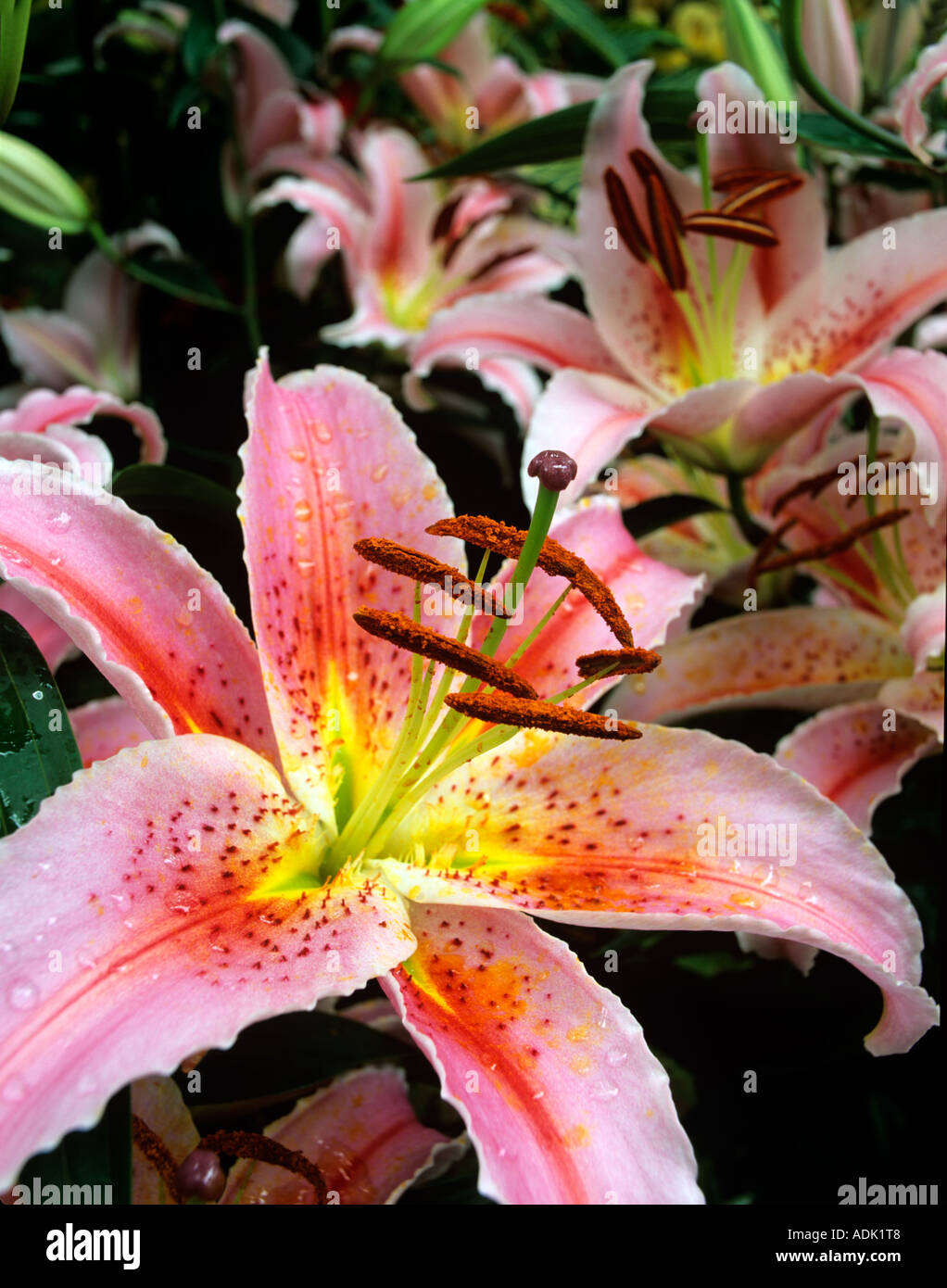 Lilies Lilium Star Gazer Bloedel Conservatory Vancouver BC Stock Photo