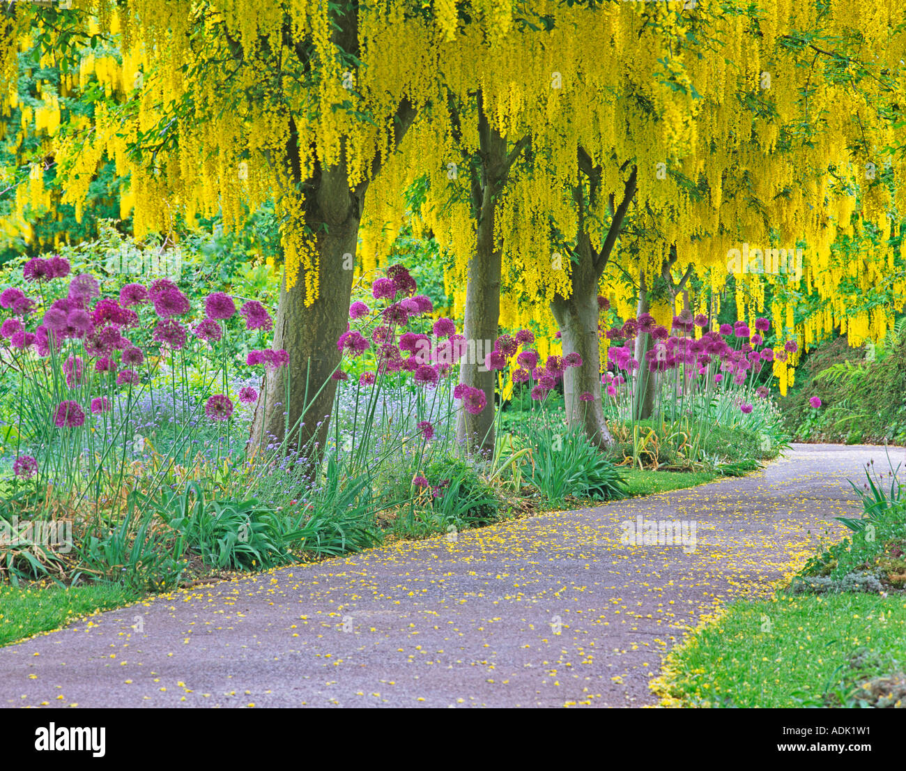 Goldenchain Tree Laburnum watereri and flowering onion VanDusen Botanical Garden Vancouver BC Stock Photo