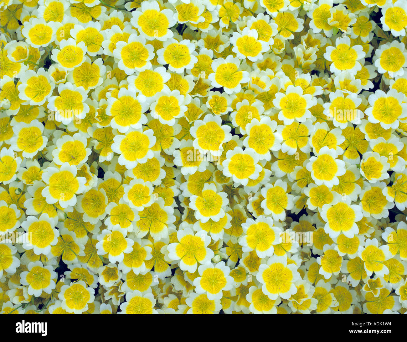 Meadow Foam Poached Egg Limnanthes douglasii VanDusen Botanical Garden