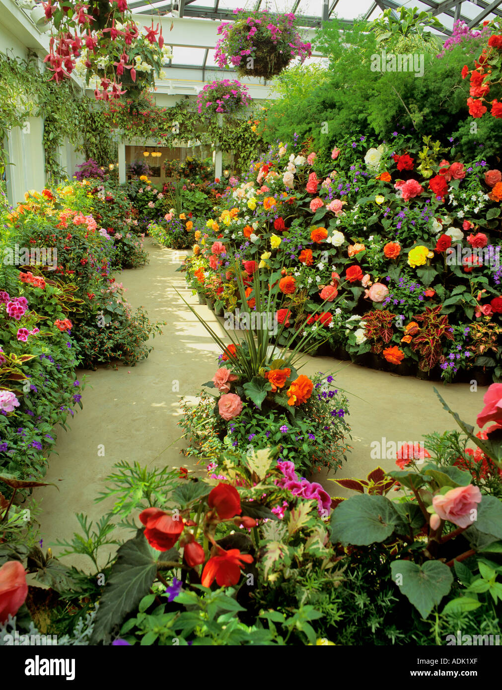 Greenhouse flowers Butchart Gardens Victoria British Columbia Canada