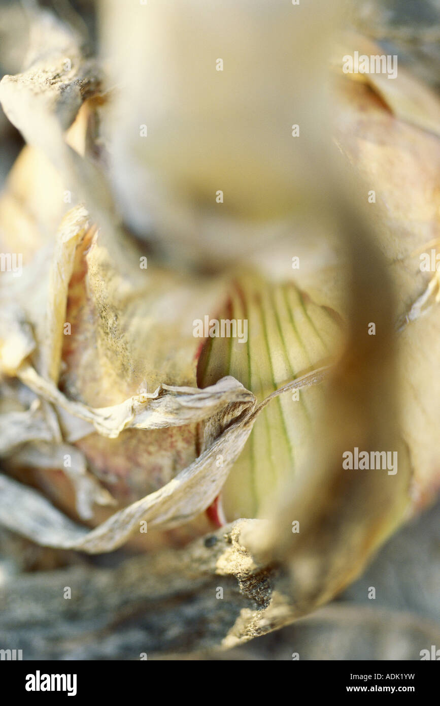 Onion Skin Stock Photos & Onion Skin Stock Images Alamy