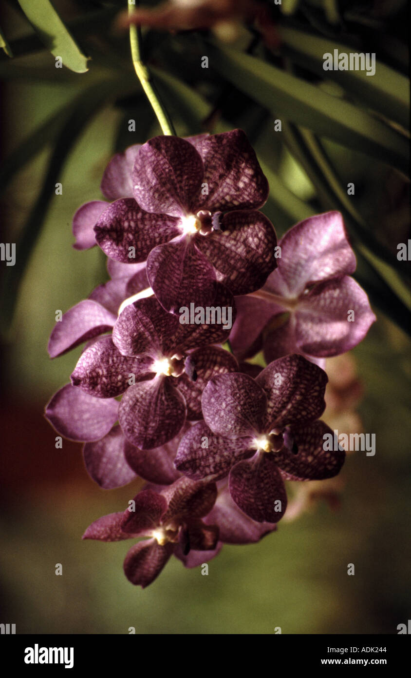 An orchid at the Kandy botanical garden in Sri Lanka Stock Photo Alamy