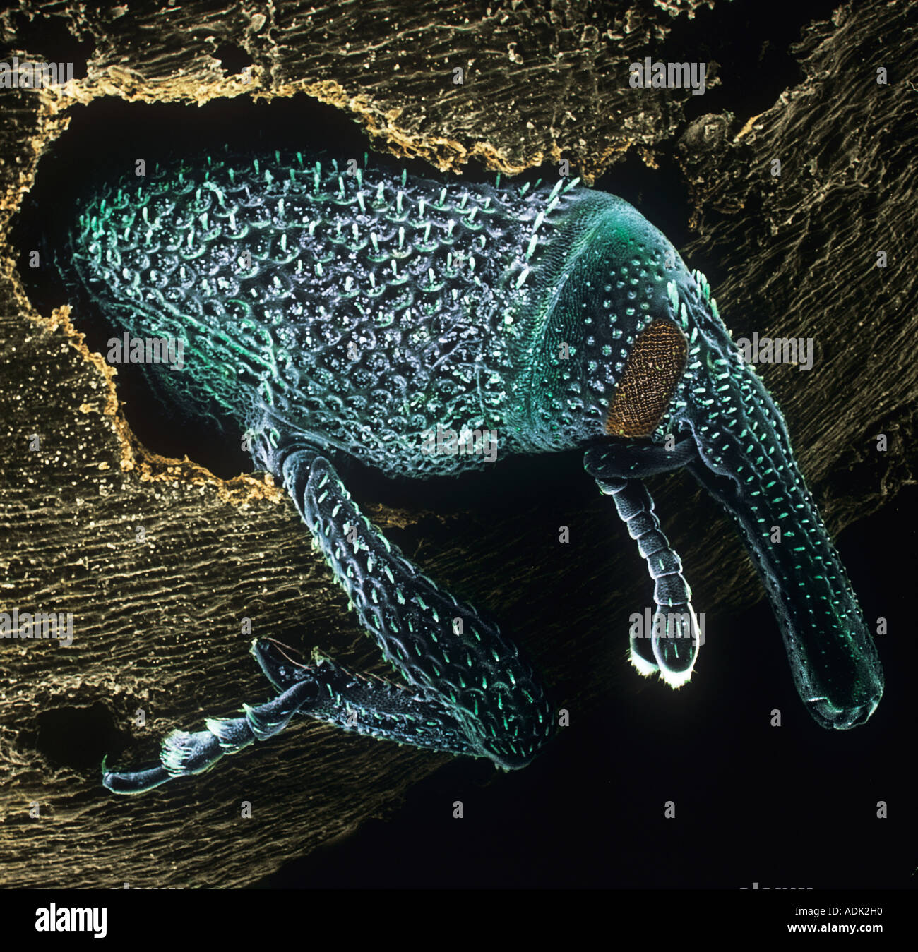 Sitophilus granarius grain weevil Stock Photo Alamy