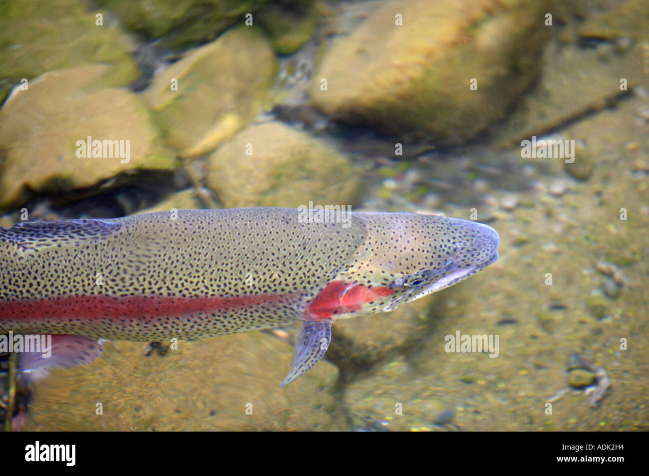 Large Rainbow Trout in pond at Bonniville Fish Hatchery Oregon Stock