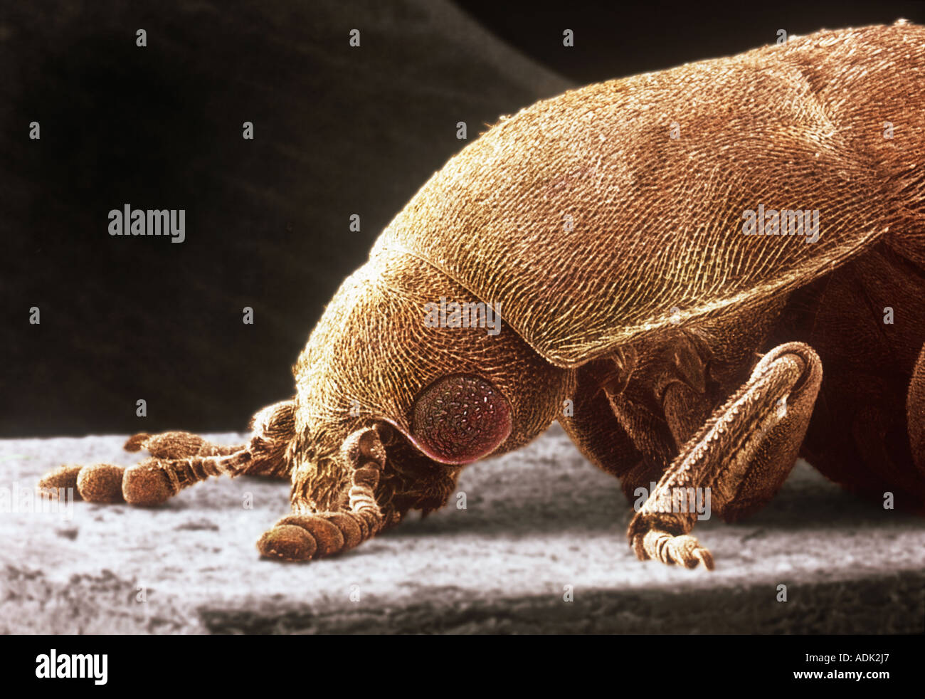 Dermestes lardarius larder beetle Stock Photo