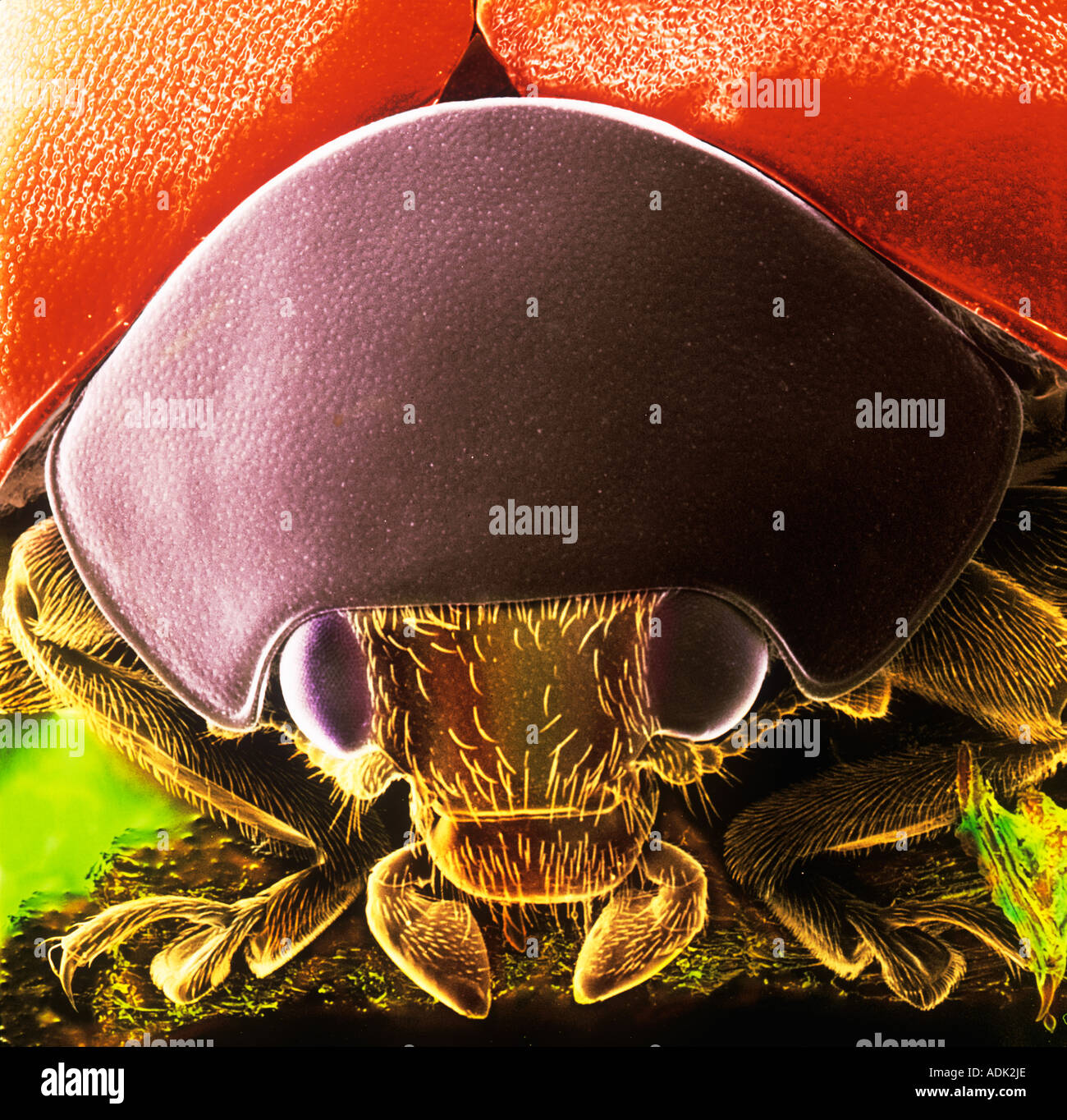 Coccinella sp black spotted ladybird Stock Photo