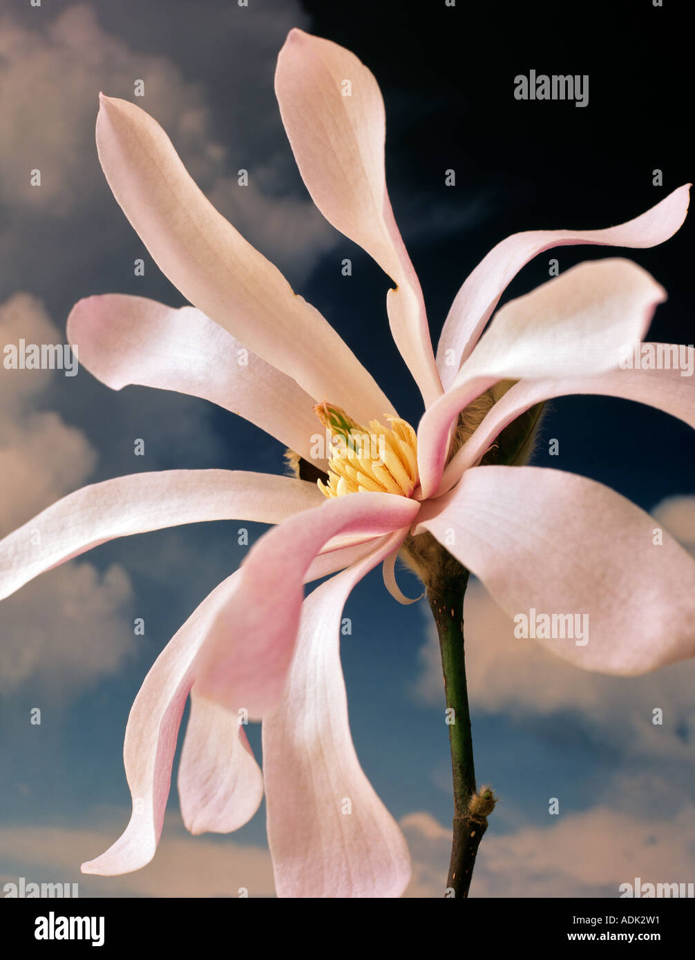 Magnolia with cloudy sky Magniola loebnen Lenard Messel Oregon Stock Photo