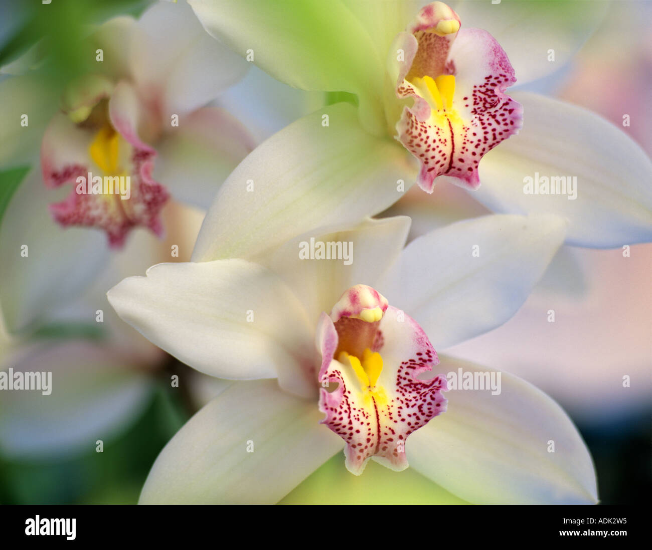 Cymbidium orchid Oregon Coast Greenhouses Oregon Stock Photo